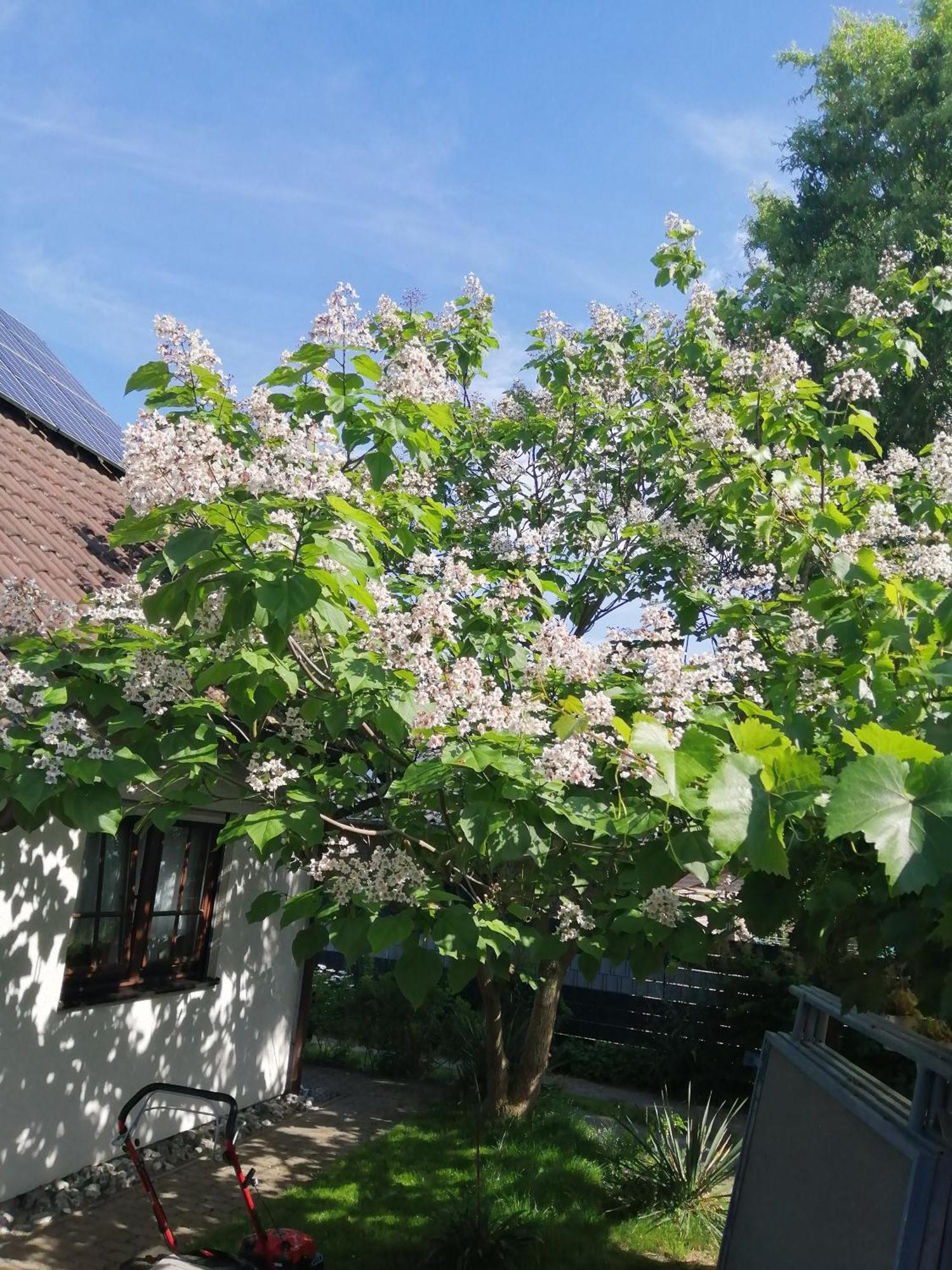 "Kleine Hedwig" Apartment Putbus Exterior photo